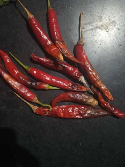 Anthracnose of Pepper - Capsicum & Chilli