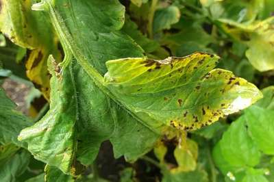 Mancha bacteriana - Tomate