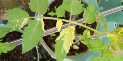 Leaf Variegation - Tomato