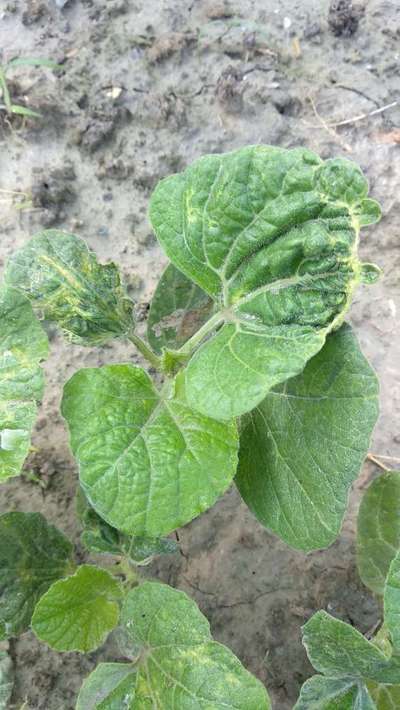 Watermelon Mosaic Virus - Pumpkin