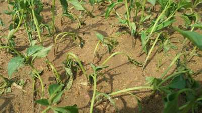 Damping-Off of Seedlings - Capsicum & Chilli