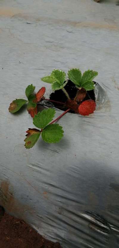 Nitrogen Deficiency - Strawberry