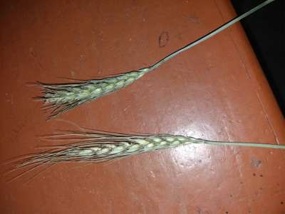 Fusarium Head Blight - Wheat