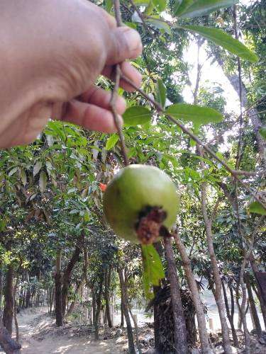 ডালিমের ফোস্কা রোগ - ডালিম