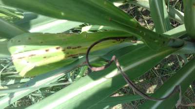 Brown Spot of Maize - Sugarcane