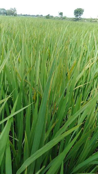 Zinc Deficiency - Rice