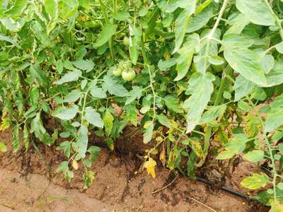 Leaf Curl in Tomato - Tomato