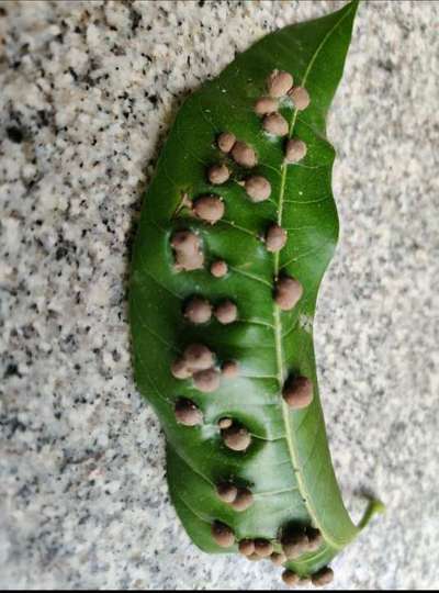 Gall Mite - ಮಾವು