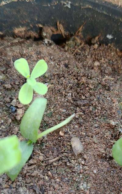 Damping-Off of Seedlings - Capsicum & Chilli