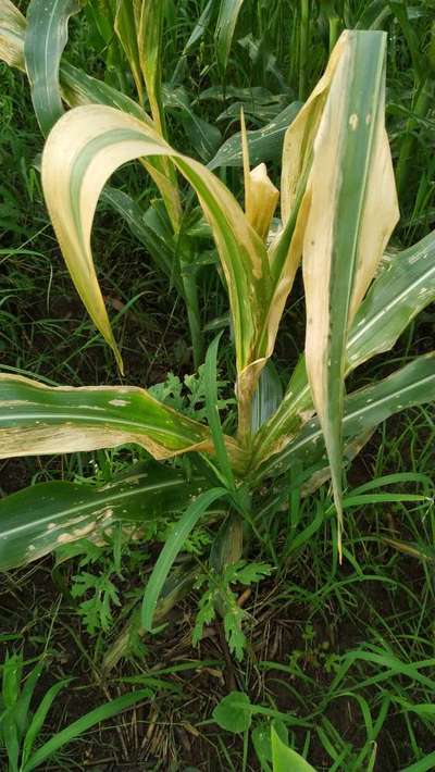 ಎಲೆ ಪಟ್ಟೆ ಮತ್ತು  ತೆನೆ ಕವಚ ಅಂಗಮಾರಿ - ಮೆಕ್ಕೆ ಜೋಳ