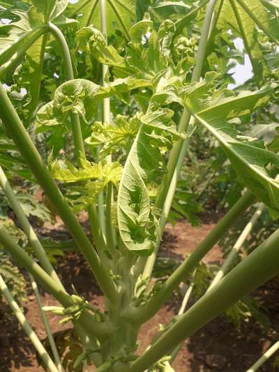 Papaya Leaf Curl Virus - Papaya