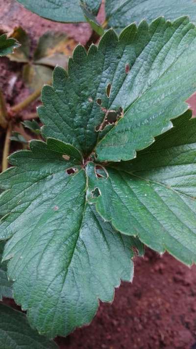 Tobacco Caterpillar - Strawberry