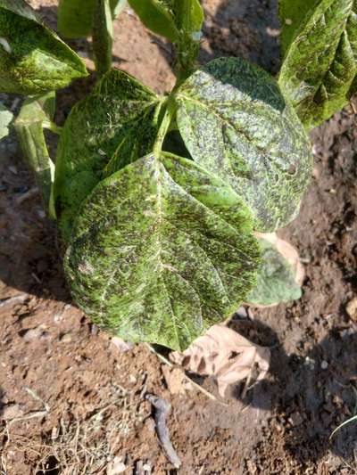 Chocolate Spot of Broad Bean - Bean