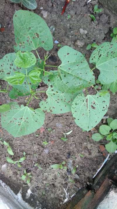 Flea Beetles - Bean