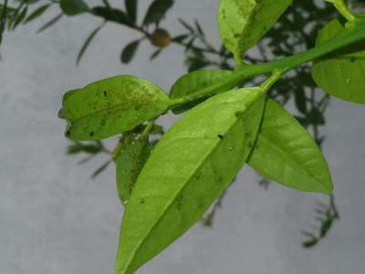 Aphids - Citrus