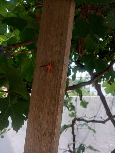 Mediterranean Fruit Fly - Grape