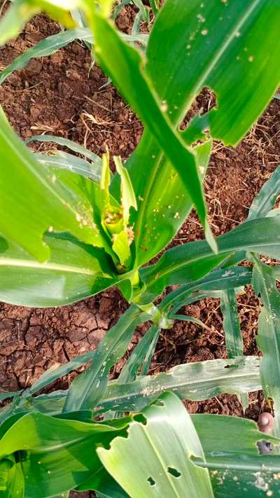 Fall Armyworm - Maize