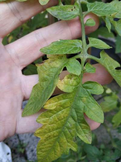 Bacterial Spot and Speck of Tomato - Tomato