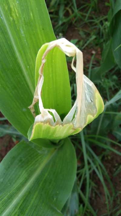 ಕೀಟನಾಶಕ ಸುಡುಗಾಯ - ಮೆಕ್ಕೆ ಜೋಳ