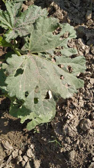 Flea Beetles - Okra