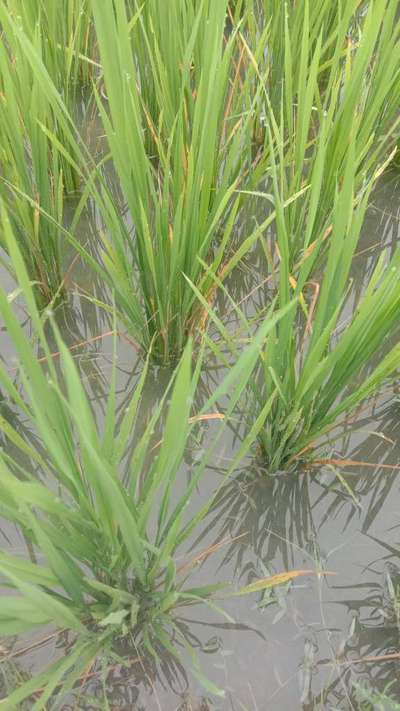 Zinc Deficiency - Rice