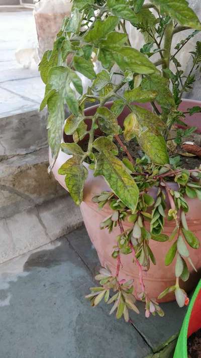 Leaf Miner Flies - Tomato