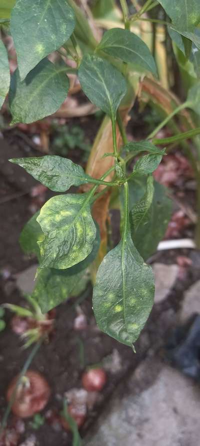 Whiteflies - Capsicum & Chilli