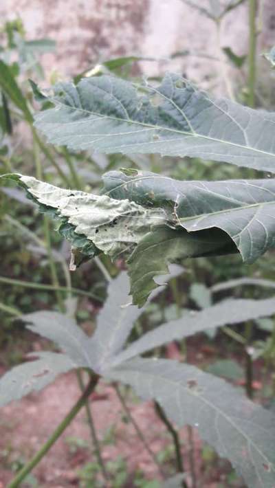 Tobacco Caterpillar - Okra