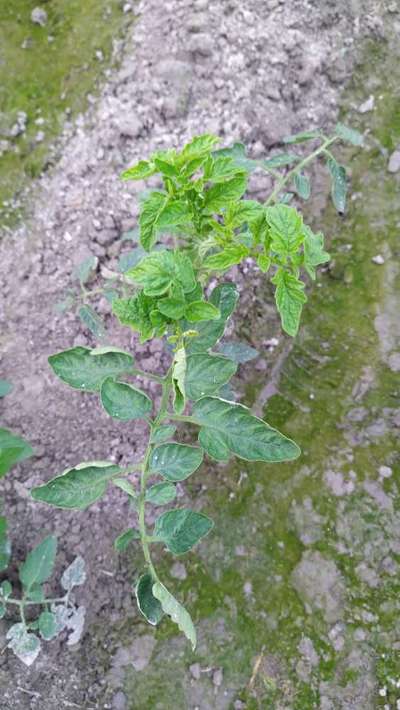 টমেটোর হলুদ পাতা কোঁকড়ানো ভাইরাস রোগ - টমেটো