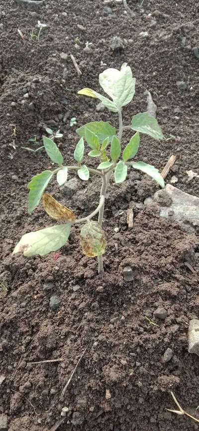 Tomato Leaf Miner - Tomato