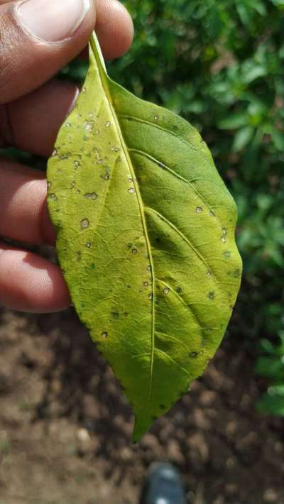 Anthracnose of Pepper - Capsicum & Chilli