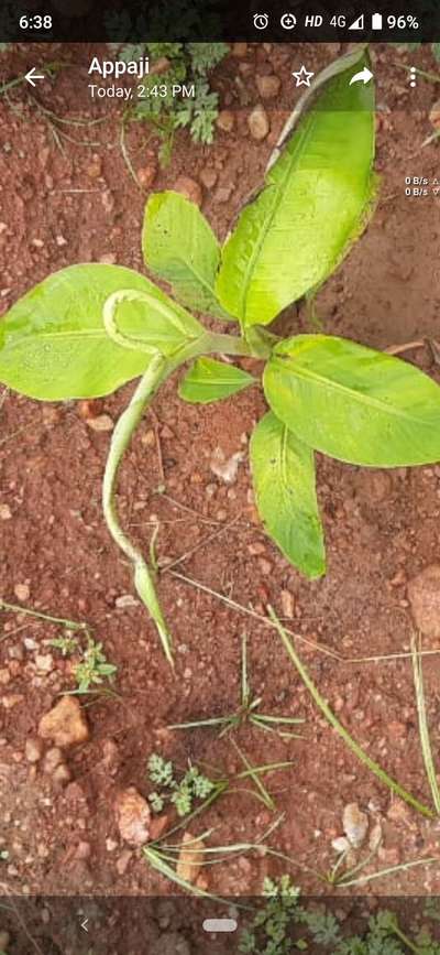 Boron Deficiency - Banana