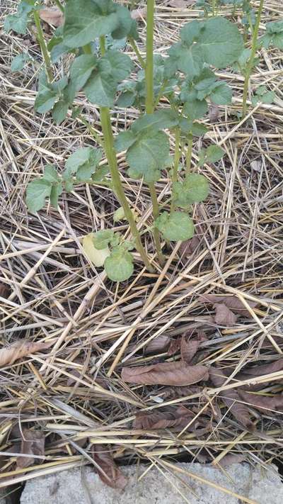 Spider Mites - Potato