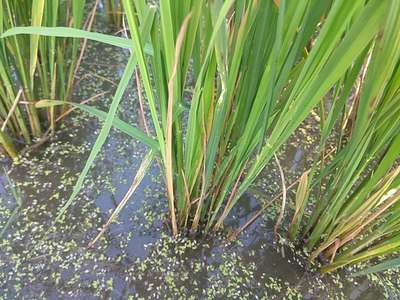 Brown Planthopper - Rice