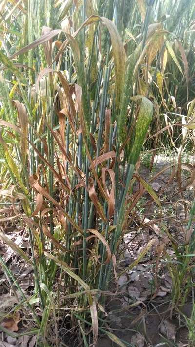 Wheat Stem Rust - Wheat