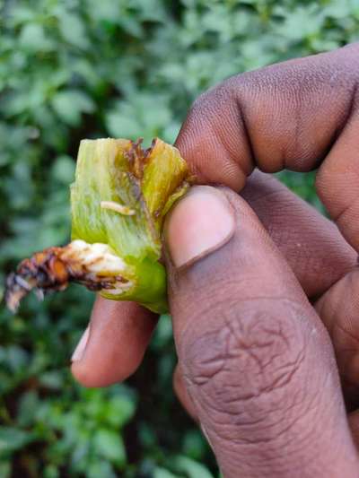 Melon Fruit Fly - Capsicum & Chilli