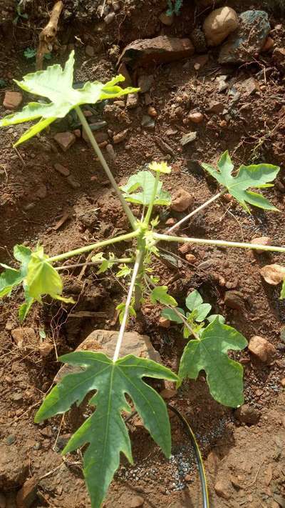 Iron Deficiency - Papaya