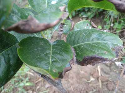 Potassium Deficiency - Pear