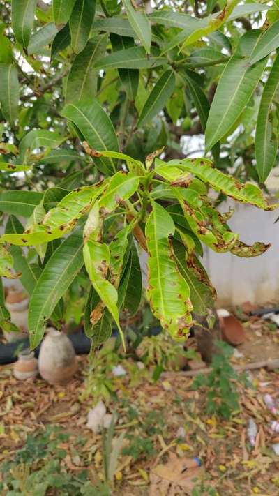 బొప్పాయి మరియు మామిడిలో పక్షి కన్ను తెగులు - మామిడి