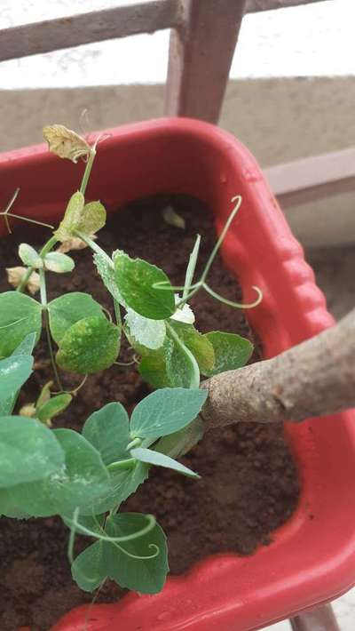 Spider Mites - Pea