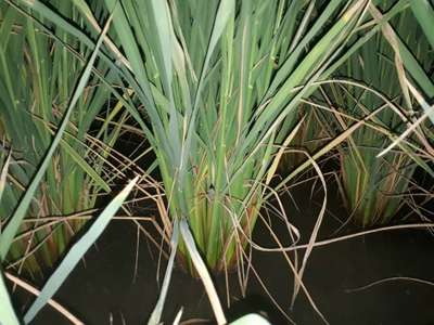 Stem Rot of Rice - Rice