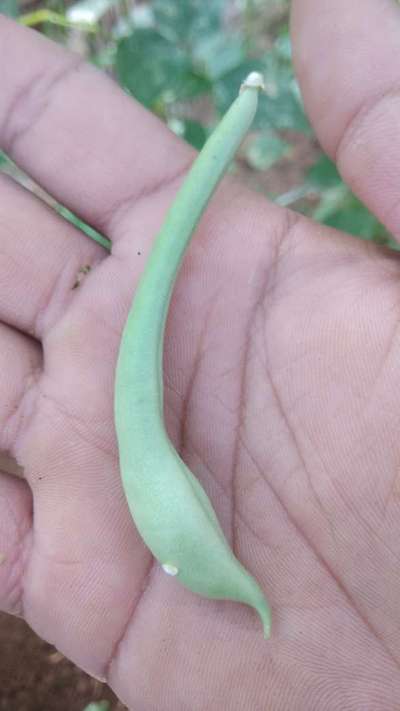 ಎಲೆಕೊರಕ ನುಸಿ - ಹುರುಳಿ