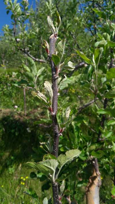 Powdery Mildew - Apple