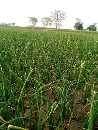 হোয়াইট রট রোগ - পেঁয়াজ