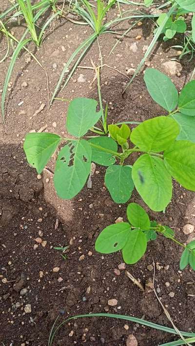 Flea Beetles - Soybean