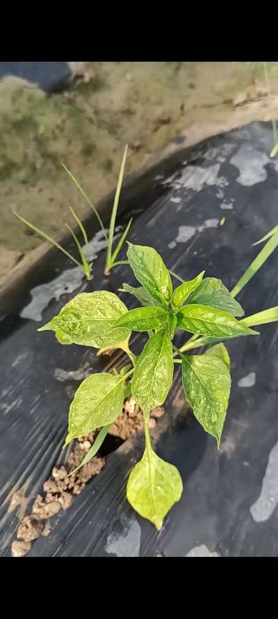 Nitrogen Deficiency - Capsicum & Chilli