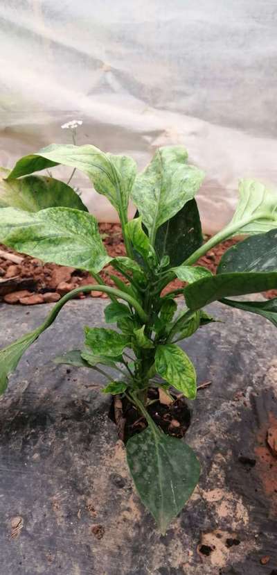 Broad Mite - Capsicum & Chilli