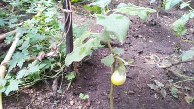 Spider Mites - Brinjal