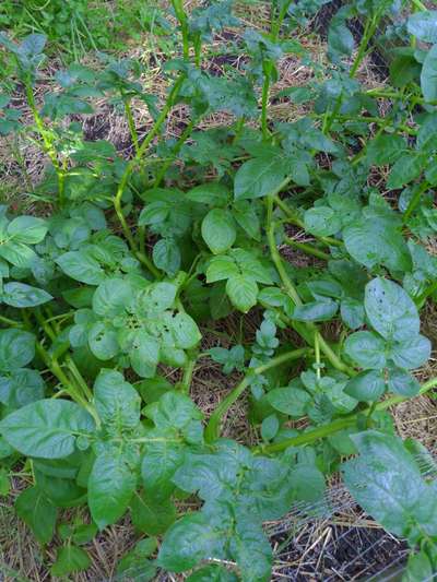 Flea Beetles - Potato