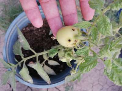 Helicoverpa Caterpillar - Tomato